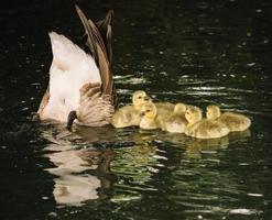 Familie von Enten auf dem Wasser foto