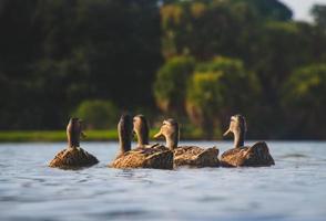 fünf braune Enten im Gewässer