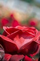 schöne frische Rosen in Nahaufnahme foto