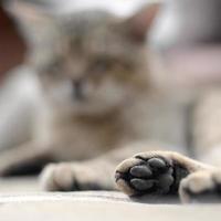 traurige Tabby-Katze, die draußen auf einem weichen Sofa liegt und sich mit der Pfote im Fokus ausruht foto