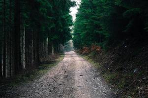 Straße im Wald foto