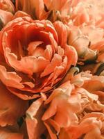 orange Blumen im Makro foto