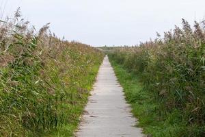 Weg zum Strand im Sommer foto