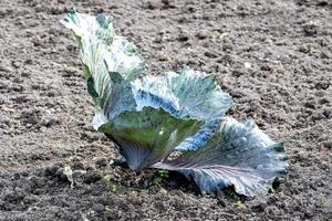 Kohl wächst im Garten foto