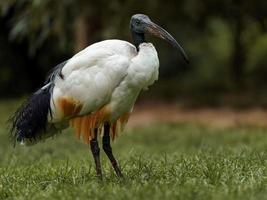 heiliger ibis im gras foto