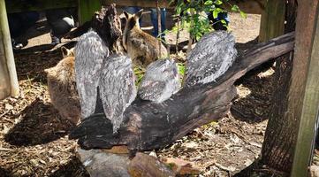 Vier graue Frogmouth-Vögel auf Holz im Zoo. foto