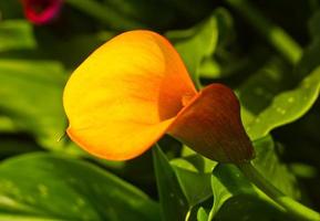 Gelbe Anthurie im Garten foto