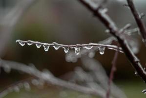 Wintergarten mit Trockenpflanzen foto