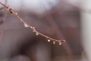 Regentropfen auf einem Ast, Knospen auf einem Ast foto