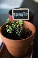 Nahaufnahme von kleinen Tomatenpflanzen, die in einem Tontopf wachsen. foto