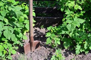 eine alte rostige Schaufel neben den Himbeersträuchern, die neben dem Holzzaun des Dorfgartens wachsen. Hintergrundbild im Zusammenhang mit saisonalen Ernten und langfristiger Gartenarbeit foto