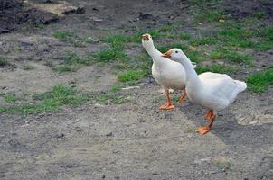 ein paar lustige weiße gänse laufen den schmutzigen grasbewachsenen hof entlang foto