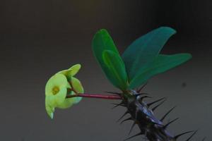 foto einer gelben blume mit dornigen stielen, aufgenommen während des tages in der stadt magelang, indonesien