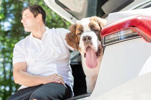 st. Bernhardiner, der im Auto unterwegs ist und einen Roadtrip genießt foto