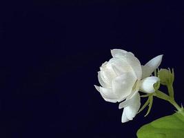 nahaufnahme von weißem jasmin, jasminum sambac oder arabischem jasmin, großherzog der toskana, mosaikeffekt, illustratorkunst foto