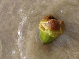 Nahaufnahme von oben auf junge grüne Palmenfrüchte am Sandstrand, die von Meereswellen überrollt werden. Stop-Motion, verschwommen, für Hintergrund mit Kopierraum, selektiver Fokus foto