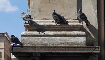 Haustaubenwissenschaftler. name columba livia domestica vogel tier foto