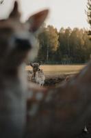 selektives Fokusfoto des braunen Hirsches foto