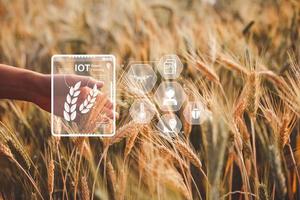 Smart-Farming-Konzept. Bauer mit digitalem Technologie-Tablet auf dem Hintergrund des Weizenfeldes. professionelle landwirte verwenden das iot-computersystem des internets der dinge, um farmen zu verwalten. landwirtschaft moderne idee. foto