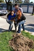 los angeles, 9. feb - theresa castilo, jason thompson und emily wilson entfernen alte zaunpfosten am 4. allgemeinen krankenhaushabitat forhumanity fan build day in der 191 e marker street am 9. februar 2013 in long beach, ca foto