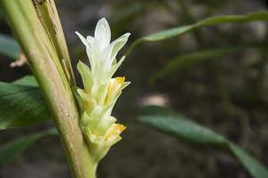schöne Kurkuma-Blume im Gartenbaum foto