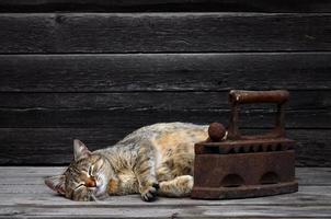 Eine dicke Katze befindet sich neben einem schweren und rostigen alten Kohleneisen auf einer Holzoberfläche foto