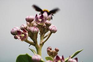 schwarze hummel, die auf calotropis gigantea-blume sitzt. foto