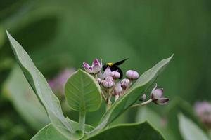 schwarze hummel, die auf calotropis gigantea-blume sitzt. foto