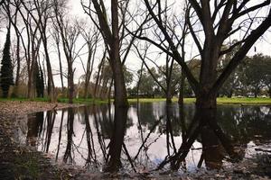 Blattloser Baum mit Spiegelungen im Oddies Creek Park. foto