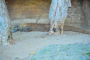 Komodowaran, der in einem Zoo schläft. foto