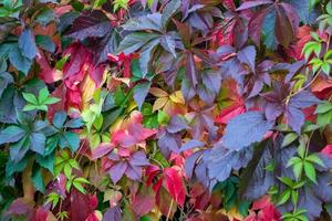 bunte Blätter von wilden Trauben im Herbst foto