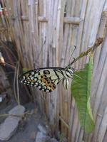 Ein Schmetterling in wunderschönen Farben sitzt auf einem Ast foto