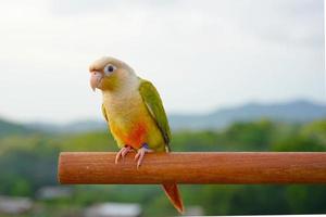 grüne wange conure zimtfarbe auf dem himmel und berghintergrund, der kleine papagei der gattung pyrrhura, hat einen scharfen schnabel. foto