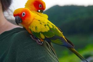 schöner sonnensittich conure papagei aratinga solstitialis exotisches haustier liebenswert, im amazonas beheimatet, das an der menschlichen schulter auf unscharfem berghintergrund steht. foto