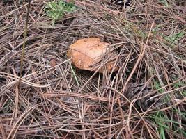 Pilz zwischen trockenen Kiefernnadeln. ein wachsender essbarer pilz in den kiefernwäldern der ukraine. foto