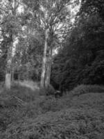 Wandern an einem Fluss in Westfalen foto