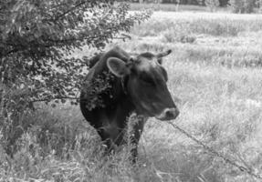 Fotografie zum Thema schöne große Milchkuh foto