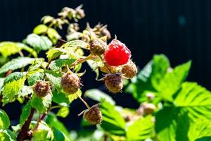 Fotografie zum Thema schöne Beerenzweig Himbeerbusch foto