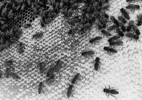 abstrakte Sechseckstruktur ist Wabe aus Bienenstock foto