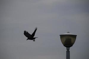 Hauskrähe in einem städtischen Park foto