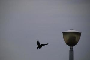 Hauskrähe in einem städtischen Park foto