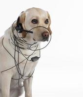 Labrador Retriever Hund trägt verwirrtes Telefon Headset