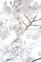 Kirschblütenbild