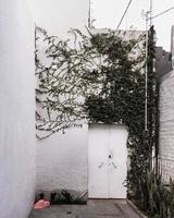 Fassade eines Hauses mit Kletterpflanzen, Efeu wächst an der Wand. foto