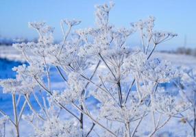 einige gefrorene schöne Aise-Unkrautpflanzen, die mit Eiszapfen bedeckt sind. schöne sanfte Winterlandschaft. wintersaison, kaltes frostwetter. neujahrs- und weihnachtsferienkonzept. Platz kopieren