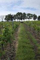 Weinberg bei Wachenheim in der Pfalz in Deutschland foto