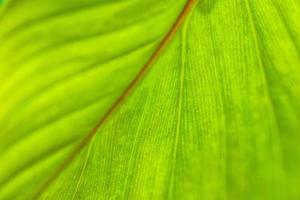 grünes Blatt Makro. helle naturnahaufnahme, grüne laubbeschaffenheit. schönes natürliches botanikblatt, garten tropischer pflanzen. frische, ökologie naturmuster. botanik, spa, gesundheit und wohlbefinden foto