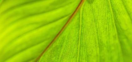 grünes Blatt Makro. helle naturnahaufnahme, grüne laubbeschaffenheit. schönes natürliches botanikblatt, garten tropischer pflanzen. frische, ökologie naturmuster. botanik, spa, gesundheit und wohlbefinden foto