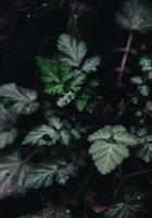 Nahaufnahmefoto der grünblättrigen Pflanze foto