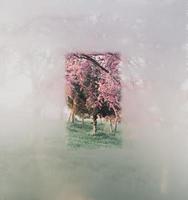 ein Blick auf Kirschblütenbäume foto